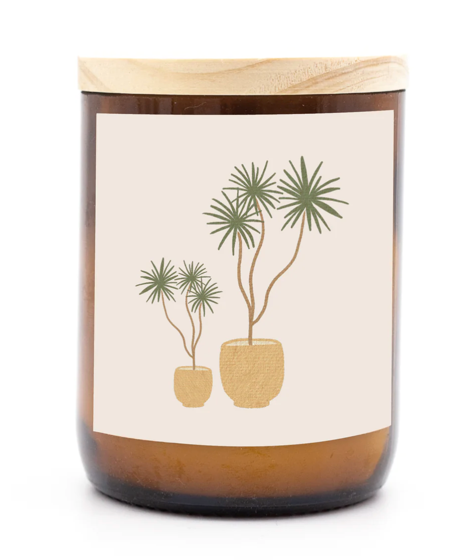 The Commonfolk House Plants - Madagascar (Byron Bay)