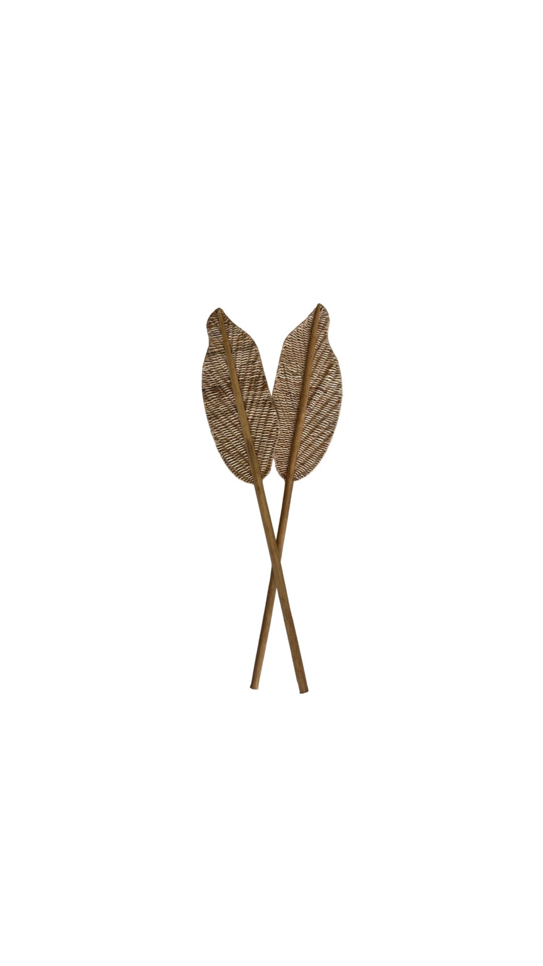 Sundy Mrnin Cane Palm Leaf