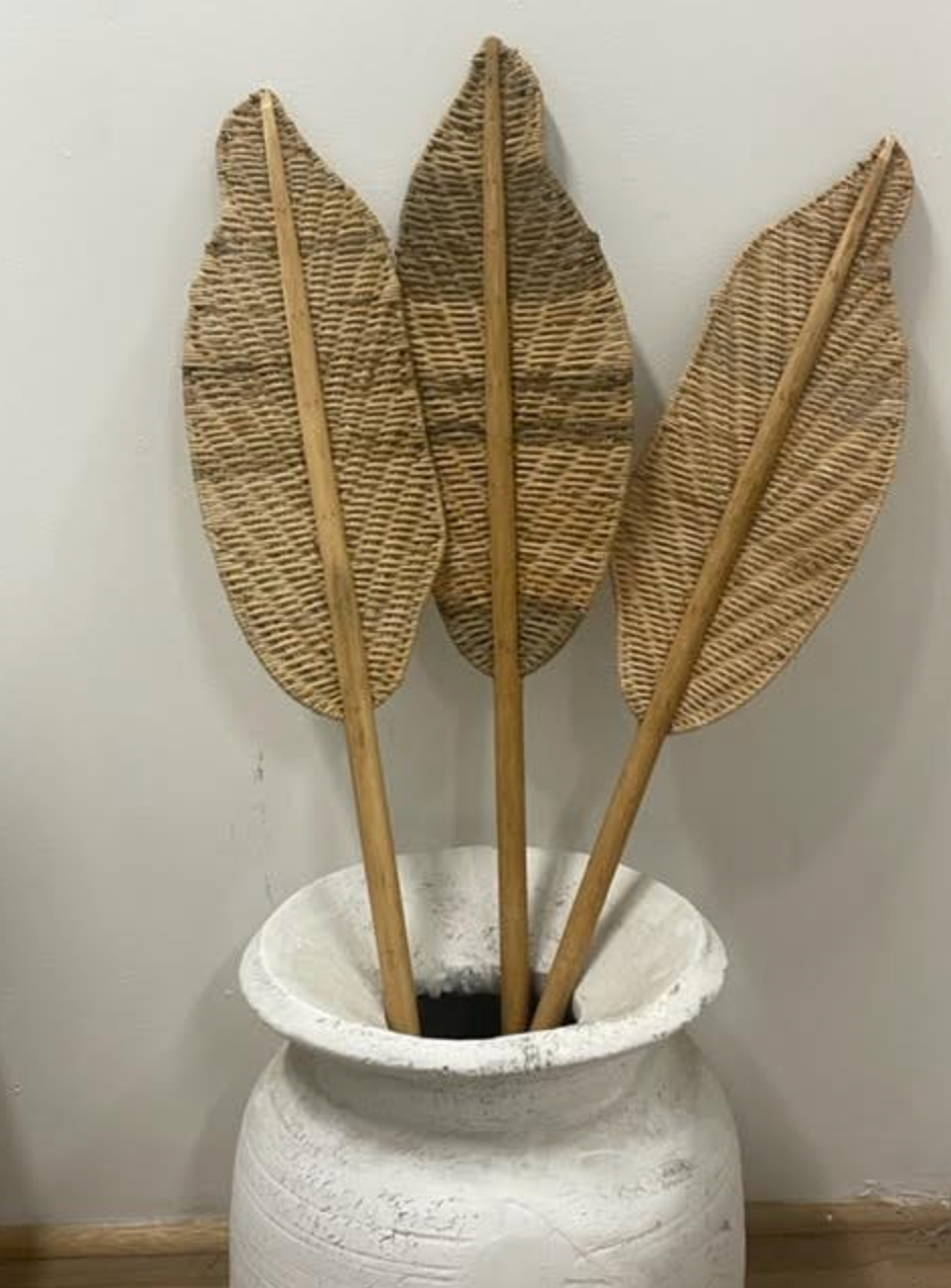 Sundy Mrnin Cane Palm Leaf